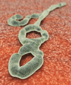 Rendering of a microscope image of ebolavirus.